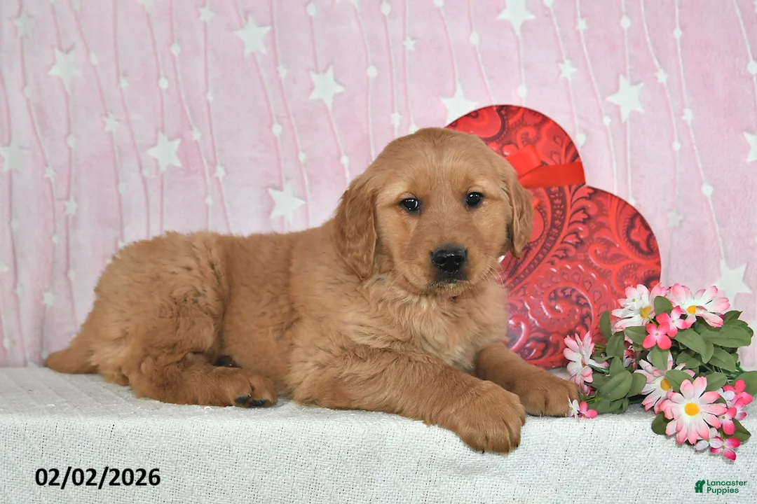 Golden Retriever dogs for sale: River - Ad 2