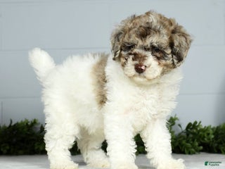 Miniature Poodle dogs Jace - Ad 40