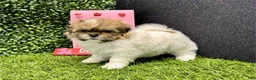 Shih Tzu dogs for sale: Bell - Ad 1