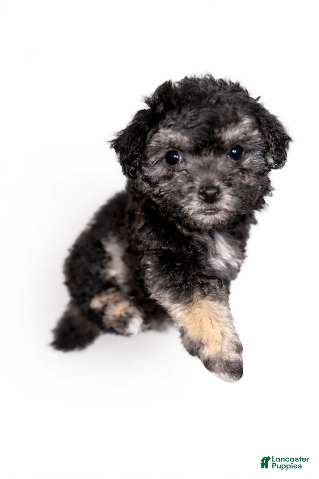 Bichpoo dogs for sale: Sade - Ad 2