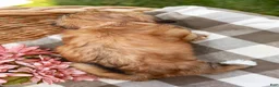 Shih Tzu dogs for sale: Andrell - Ad 8
