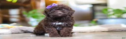 Miniature Poodle dogs for sale: Lila - Ad 2