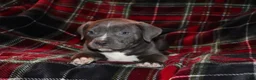 American Bully dogs for sale: Johnathan - Ad 2