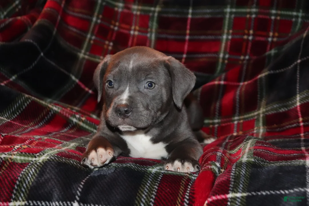 American Bully dogs for sale: Johnathan - Ad 2