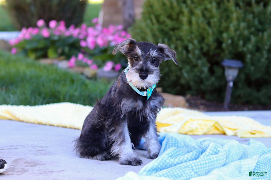 Miniature Schnauzer dogs for sale: Blake - Ad 2