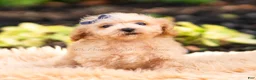Maltipoo dogs for sale: Pebblewhisk - Ad 3