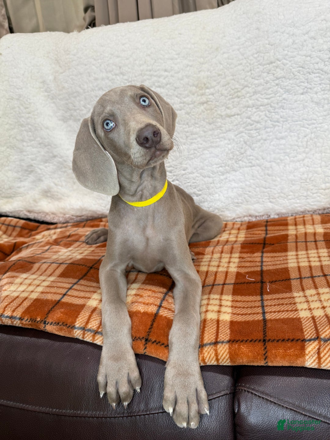Weimaraner dogs for sale: Yellow - Ad 2