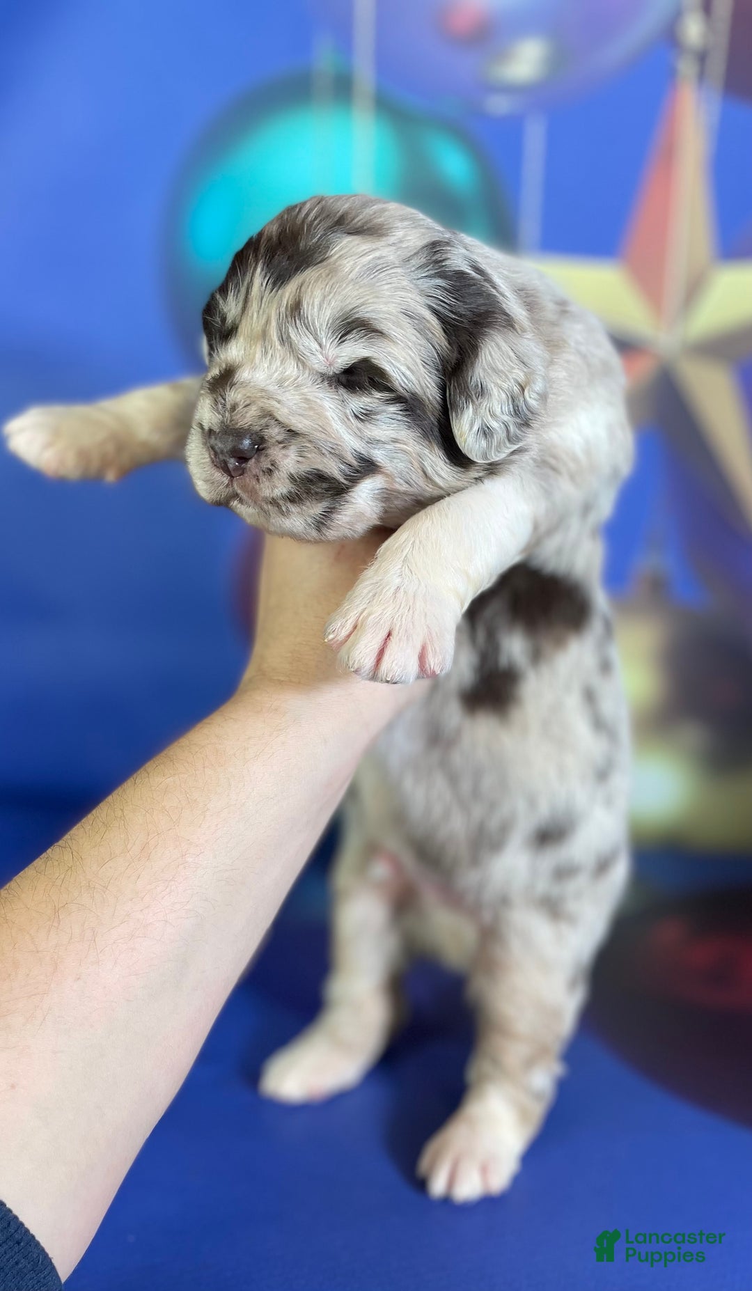 Mixed Breed dogs for sale: Studdly OFA DNA  - Ad 2