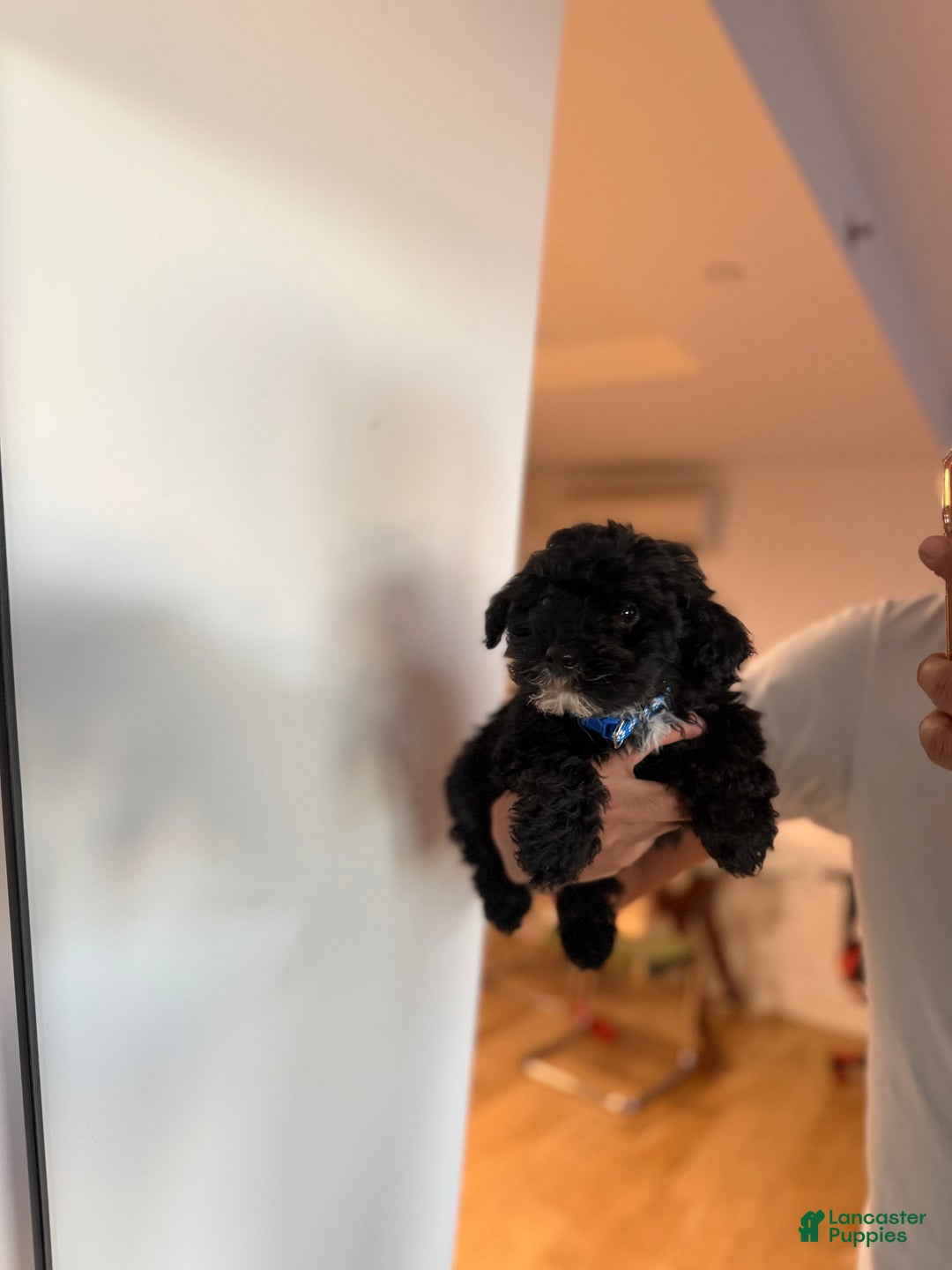 Toy Poodle dogs for sale: Billy - Ad 5