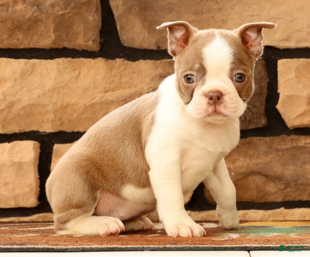 Boston Terrier dogs for sale: Crystal - Ad 4