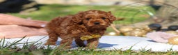 Cavapoo dogs for sale: Archie - Ad 7