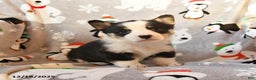 Welsh Corgi Pembroke dogs for sale: Gander - Ad 3
