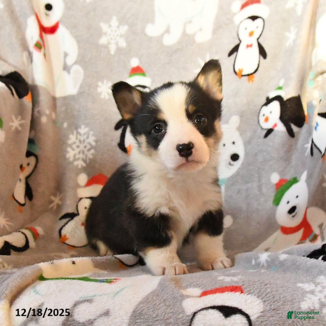 Welsh Corgi Pembroke dogs for sale: Gander - Ad 3