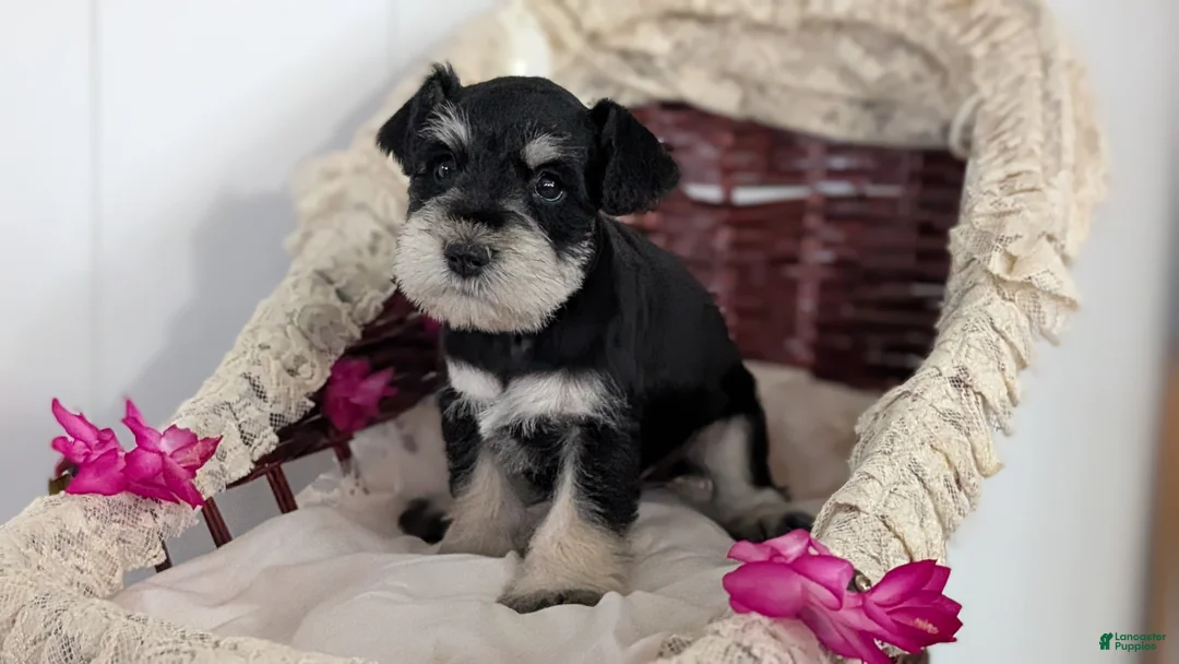 Miniature Schnauzer dogs for sale: Max - Ad 7