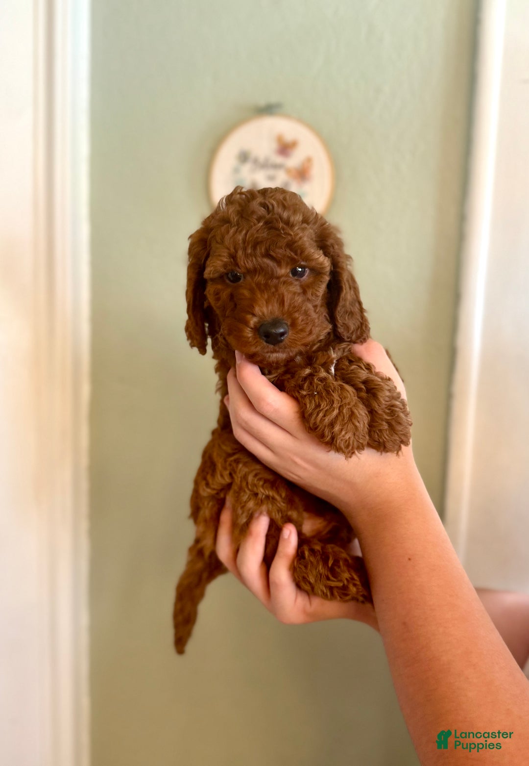 Mini Goldendoodle dogs for sale: Mini Goldendoodle Puppy 1 - Ad 6