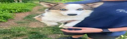 Mixed Breed dogs for sale: Mixed Breed 3 - Ad 1