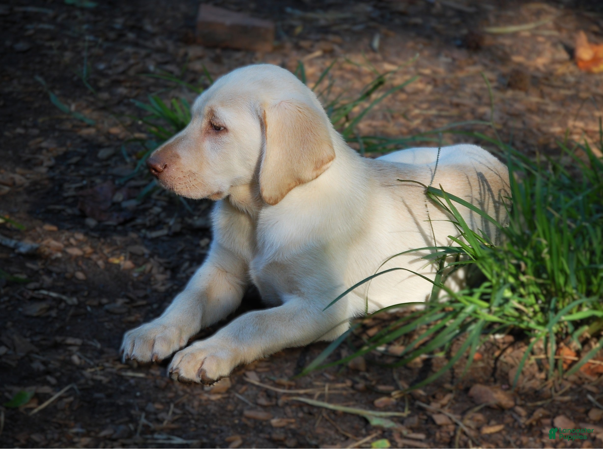 Labrador Retriever dogs for sale: Fille - Ad 4