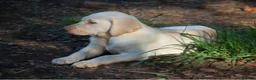 Labrador Retriever dogs for sale: Fille - Ad 1