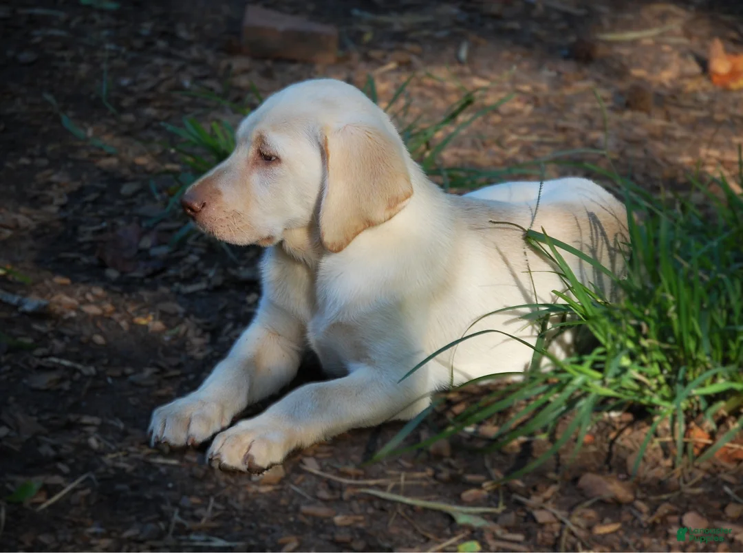 Labrador Retriever dogs for sale: Fille - Ad 1