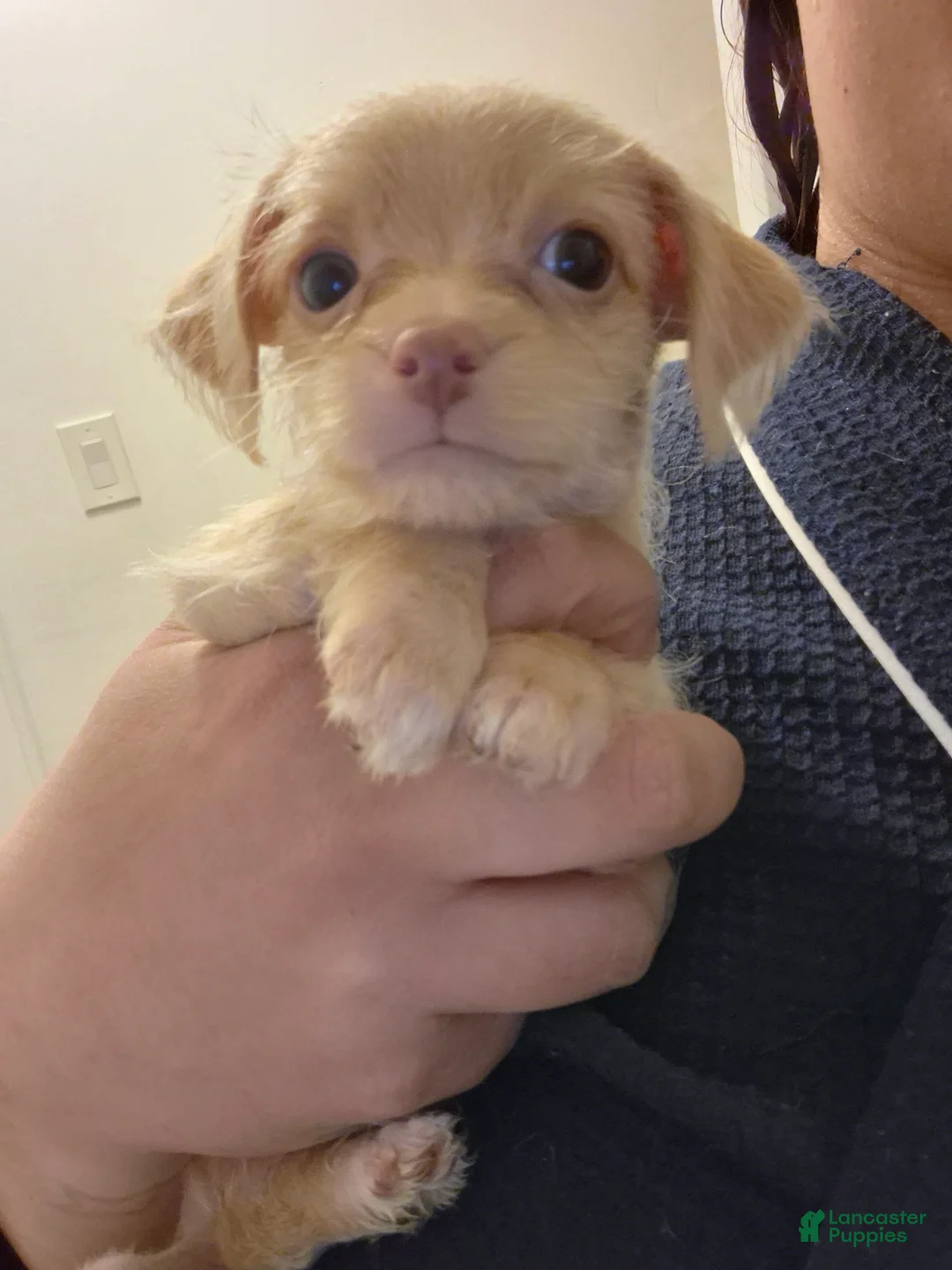 Chipoo dogs for sale:  Puppy 1 - Ad 13