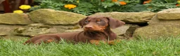 Doberman Pinscher dogs for sale: DIXIE - Ad 8