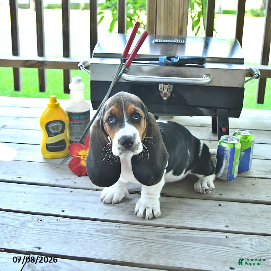 Basset Hound dogs Lexie - Ad 1