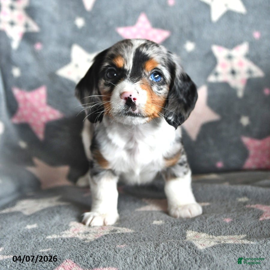 Miniature Dachshund dogs Tiger - Ad 2