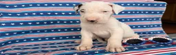 Great Dane dogs for sale: Pearl Great Dane  - Ad 3