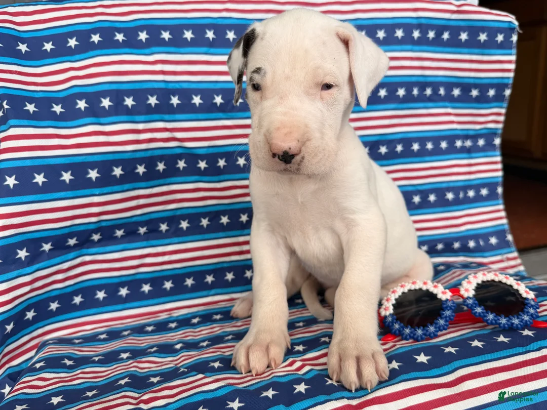 Great Dane dogs for sale: Pearl Great Dane  - Ad 3