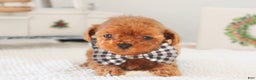 Toy Poodle dogs for sale: Gingerbread - Ad 3