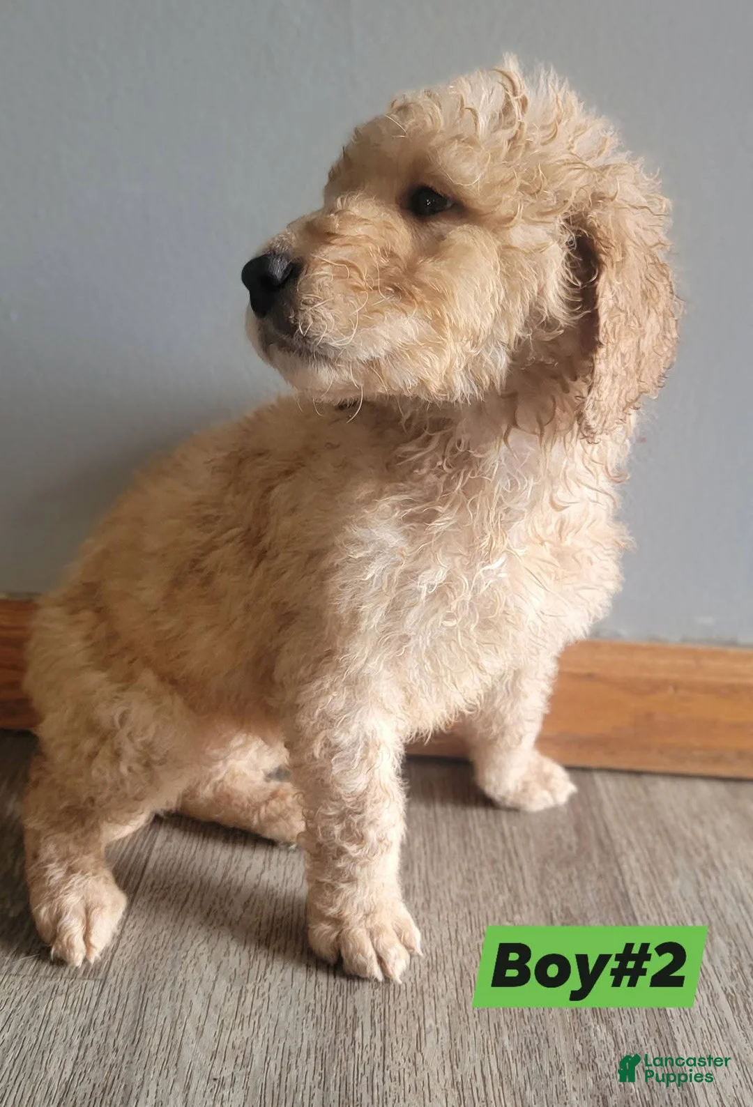 Double Doodle dogs for sale: Double Doodle Puppy 2 - Ad 2