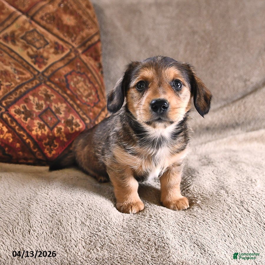 Miniature Dachshund dogs Diesel - Ad 2