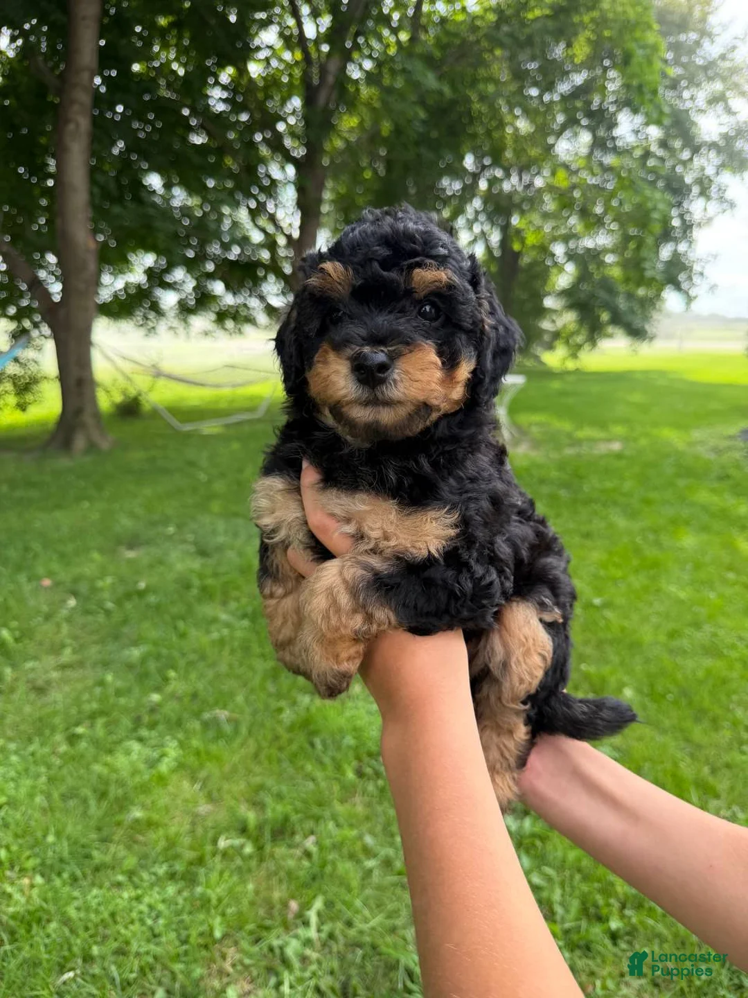 Mini Aussiedoodle dogs for sale: Lollipop - Ad 6