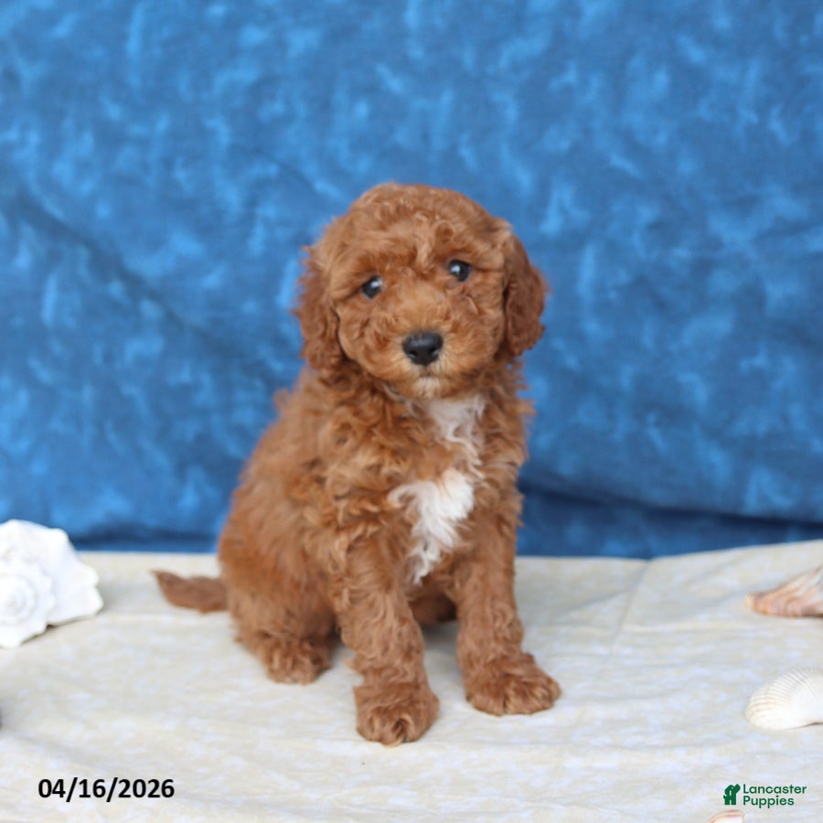 Goldendoodle dogs Captain - Ad 2