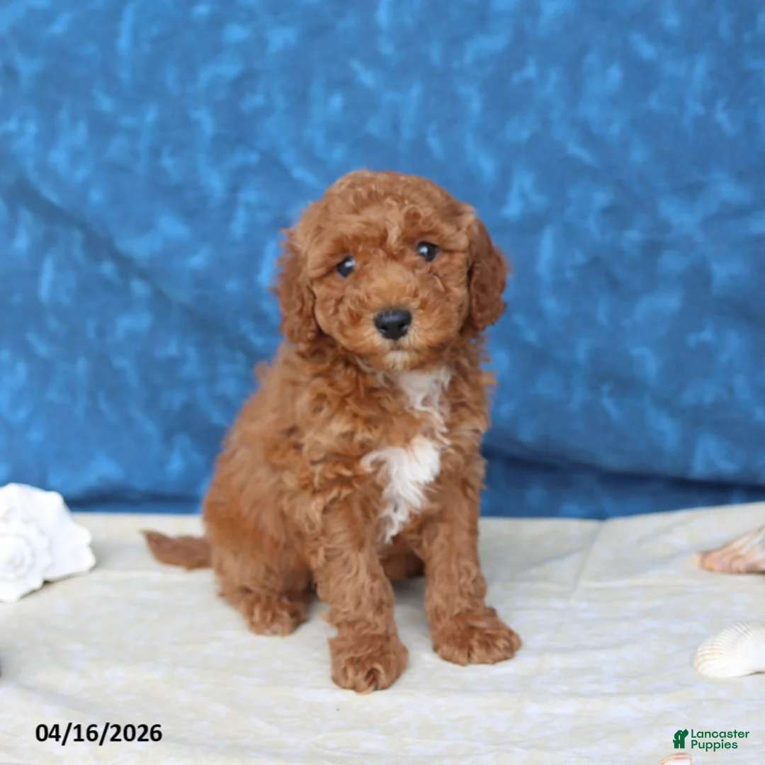 Goldendoodle dogs for sale: Captain - Ad 2