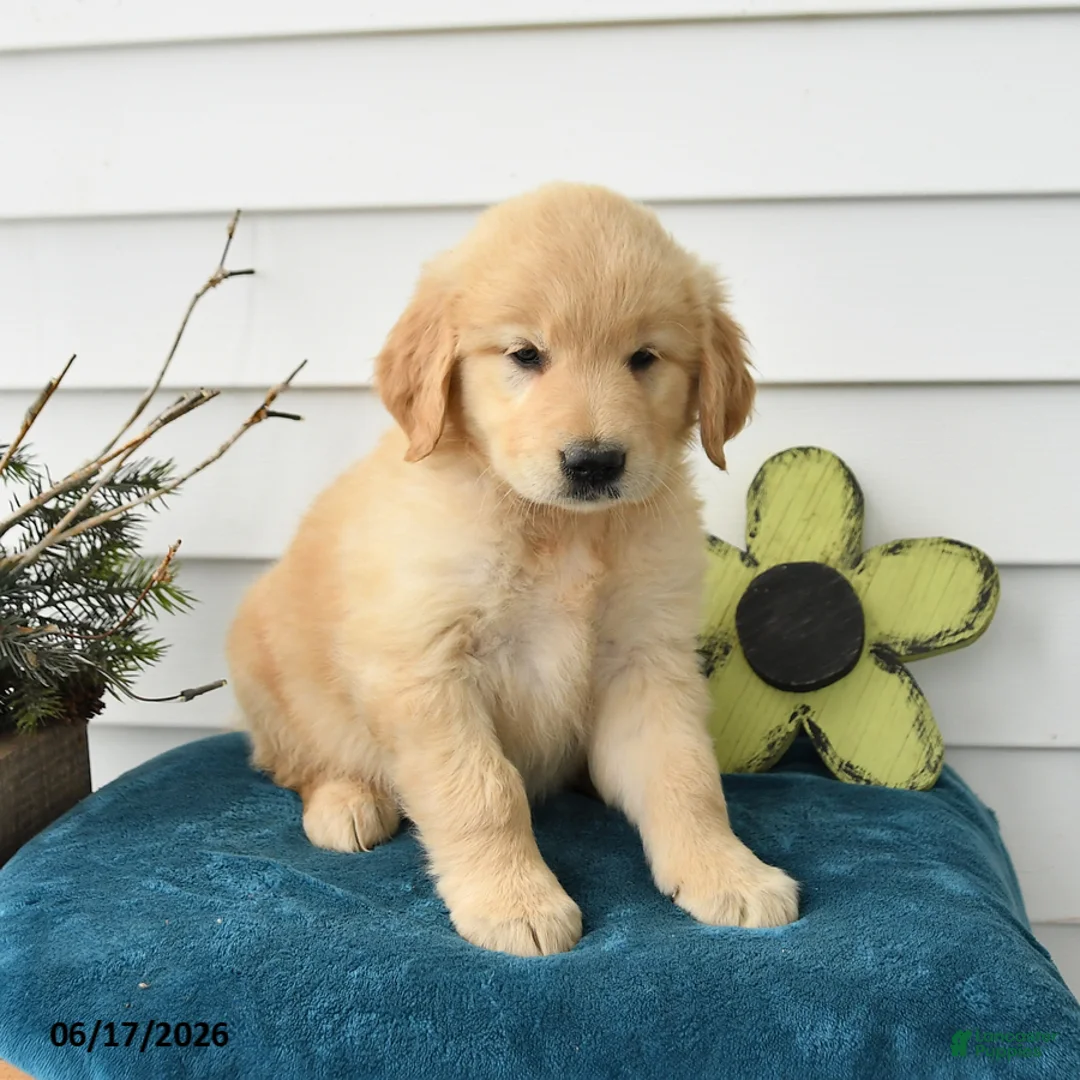 Golden Retriever dogs for sale: Marigold - Ad 3