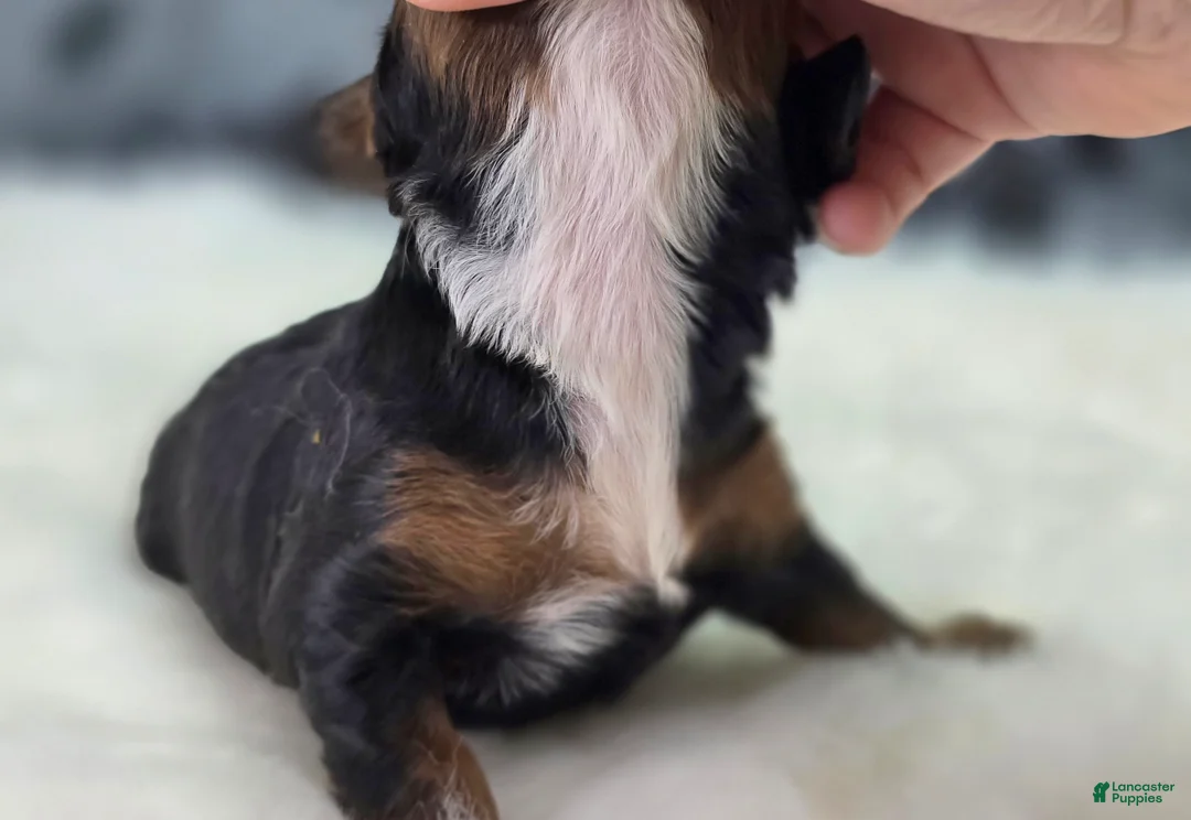 Cockapoo dogs for sale: Cosmo - Ad 7