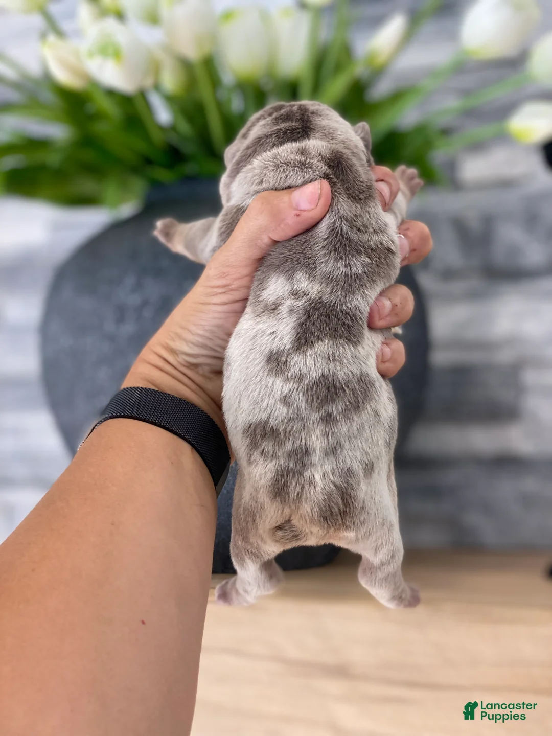 English Bulldog dogs for sale: ENID - Ad 2