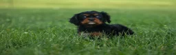 Cavalier King Charles Spaniel dogs for sale: Kona 💛🐾 - Ad 4