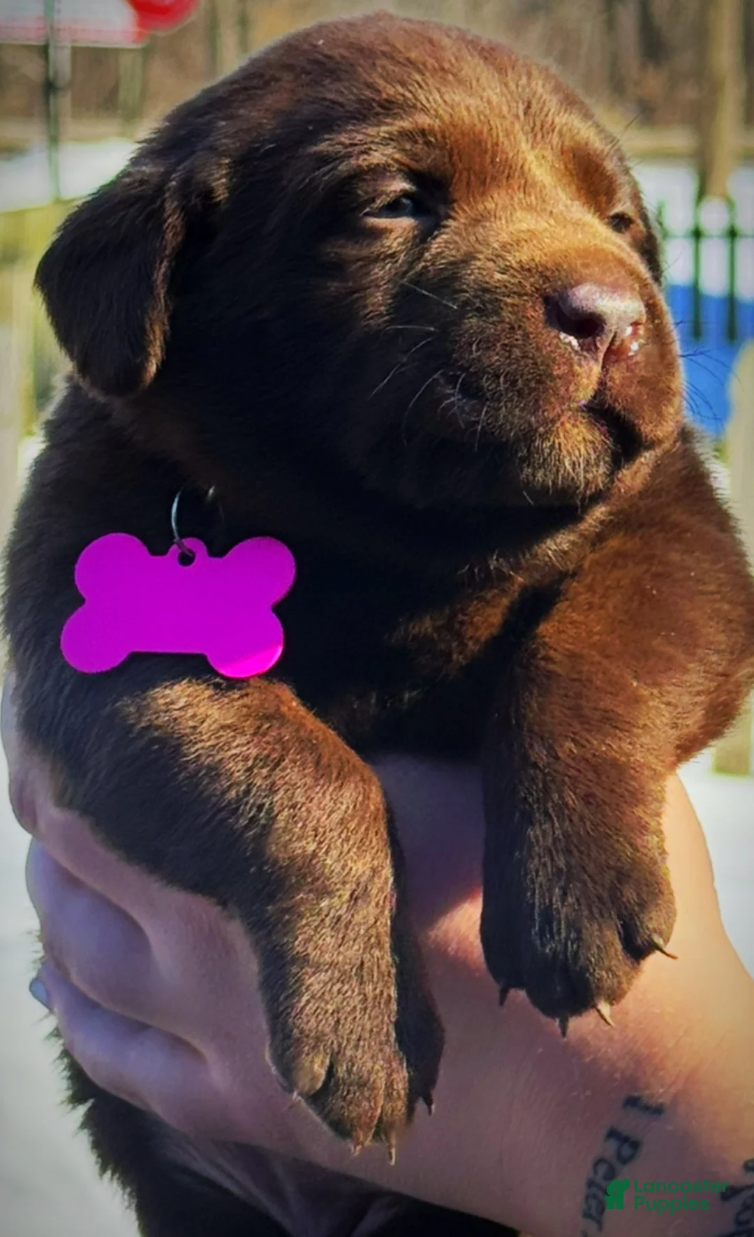 Labrador Retriever dogs for sale: georgann  - Ad 17