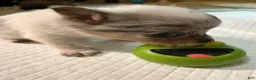 Chihuahua dogs for sale: AKC,Apple head spike,blue & white Merle  - Ad 20