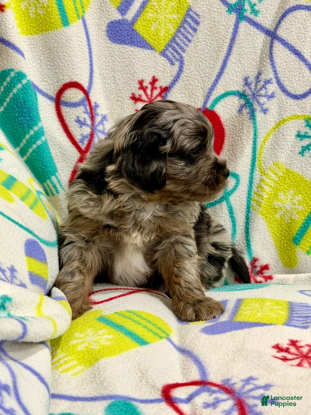Mini Aussiedoodle dogs for sale: Cody - Ad 4