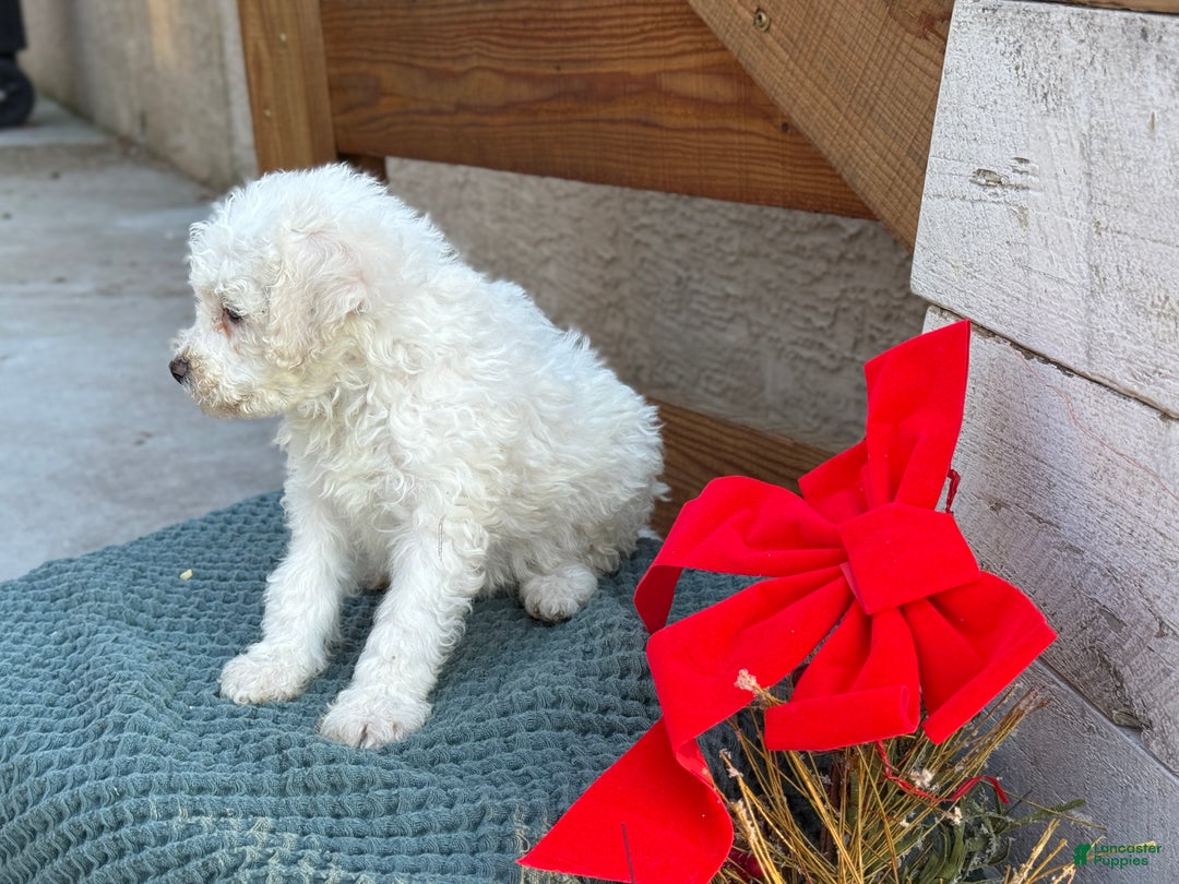 Bichpoo dogs for sale: Audrey - Ad 4