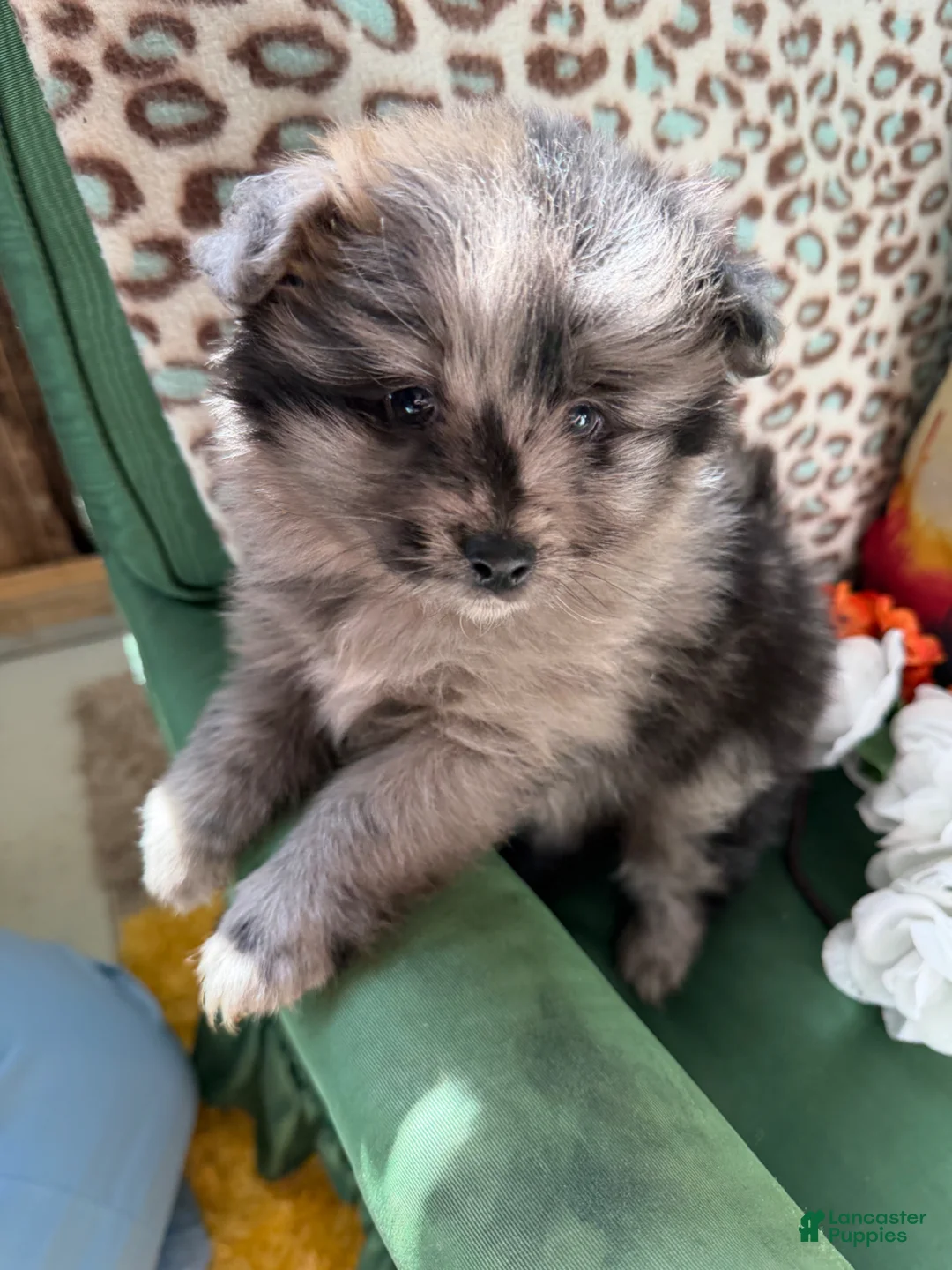 Pomeranian dogs for sale: Pomeranian Puppy 1 - Ad 1