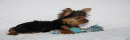 Yorkshire Terrier dogs for sale: Toby - Ad 6