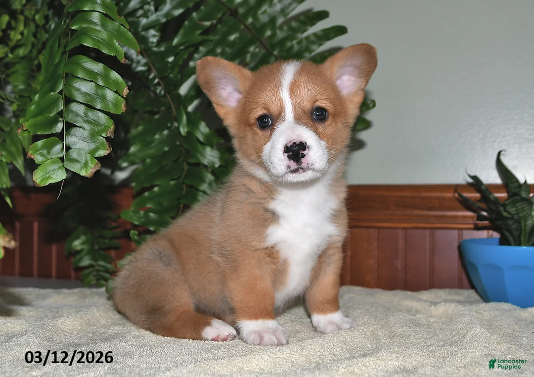 Welsh Corgi Pembroke dogs for sale: Tammy - Ad 1