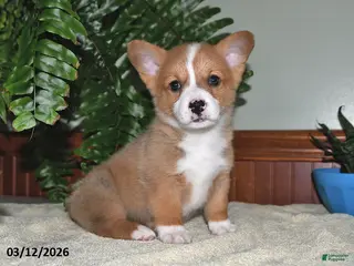 Welsh Corgi Pembroke dogs for sale: Tammy - Ad 4