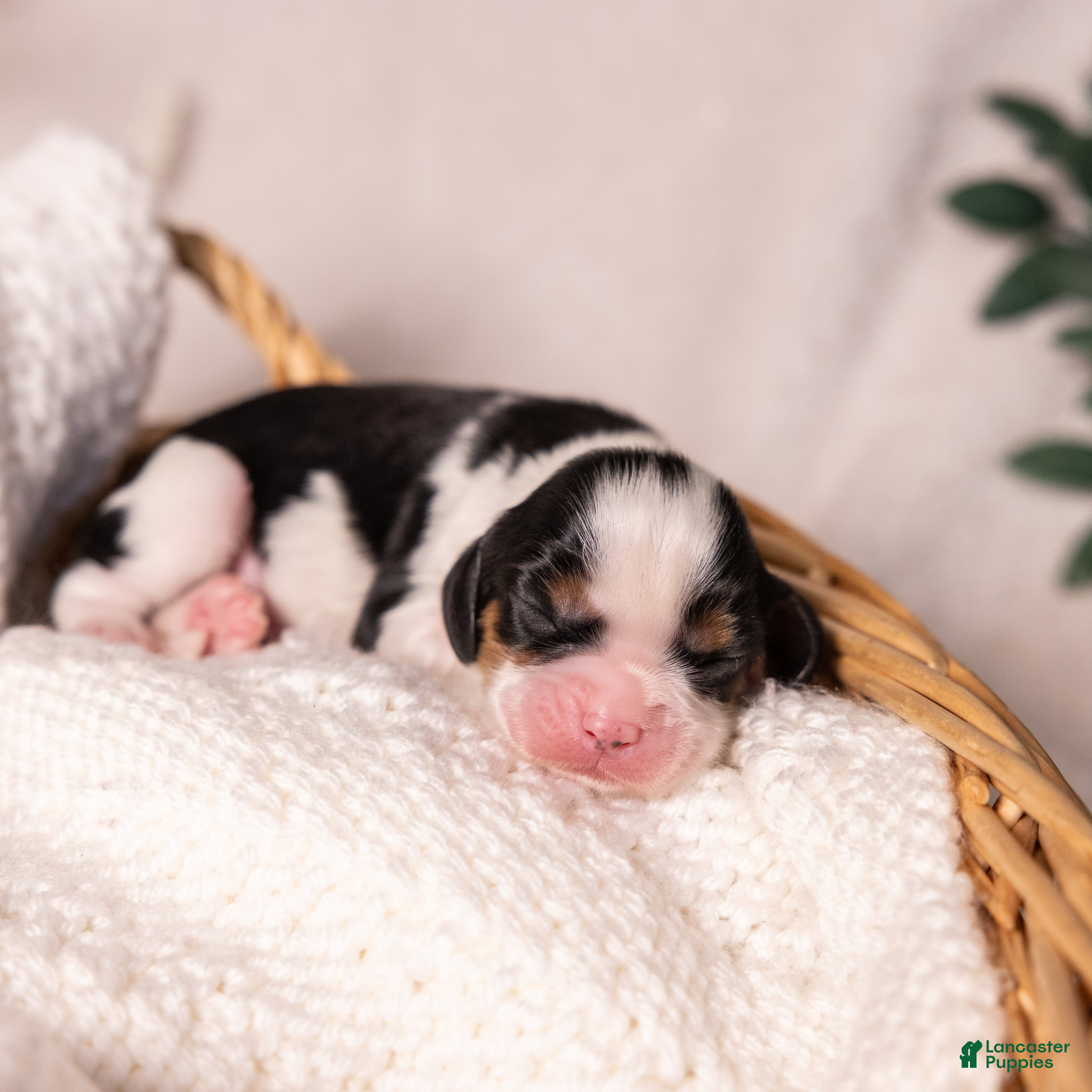 Cavalier King Charles Spaniel dogs Star - Ad 2