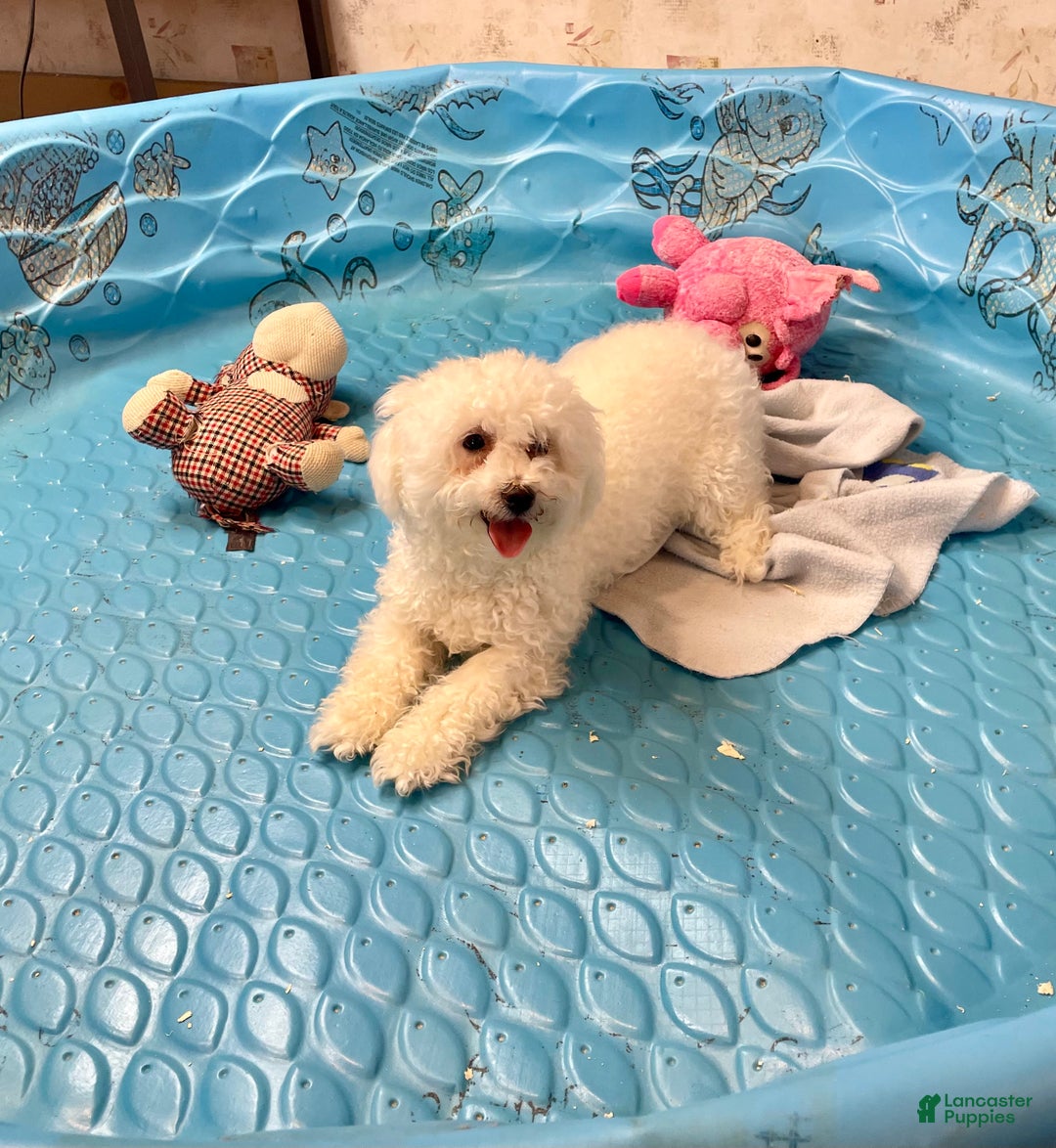 Bichon Frise dogs for sale: Lola - Ad 3