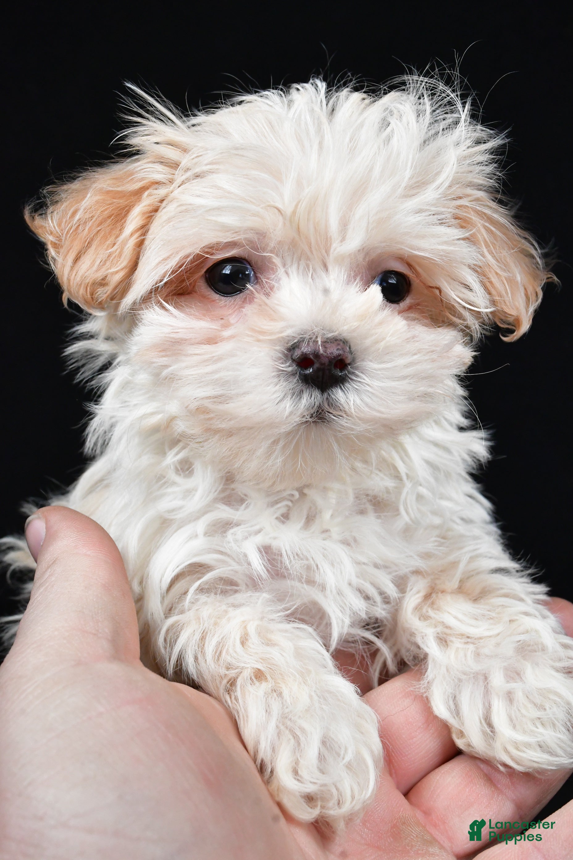 Maltipoo dogs Kaden - Ad 1
